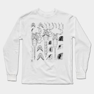 Scorpion | Insect Entomology Bugs Long Sleeve T-Shirt